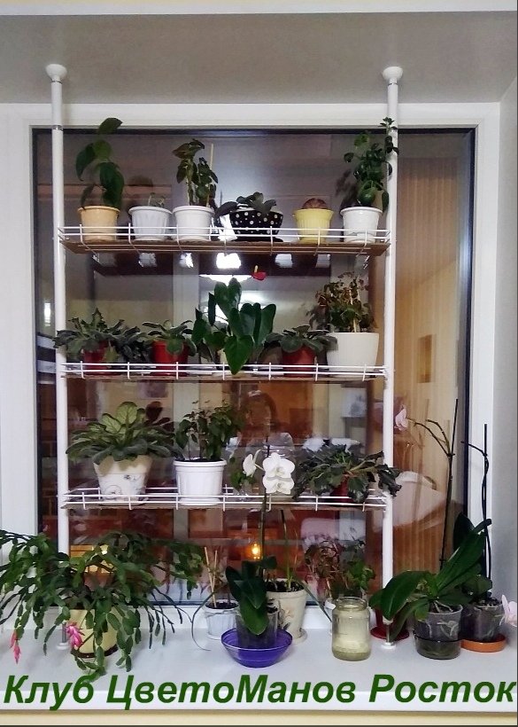 распорный стеллаж для растений и рассады на подоконник. Фото N12